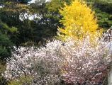 黄葉のイチョウを背に満開のまめ桜。05.12.03.