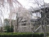 糸桜が重なり合う春の競演。06.03.30.