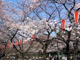 上野公園の桜並木。05.04.05