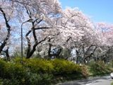 四谷見附の桜。05.04.07.