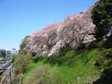 堤沿いの桜。真下にJR中央線、総武線。05.04.07.