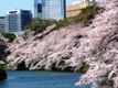 「全国桜の名木一覧」へリンク。
			艶やかな千鳥が淵のさくら。05.04.07.