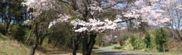 尾根緑道の樹齢100年の桜並木。06.04.06.