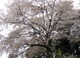 松木曲輪二の丸の崖ぶちの桜が満開。08.04.12.