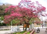 隠れた桜の名勝の多摩森林科学園。08.04.03.