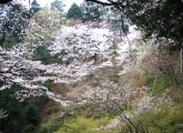 2月下旬から4月下旬まで春爛漫の桜保存林。08.04.03.