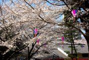 江戸の伝統か、酒と団子の茶屋が桜の下にある。08.03.27.