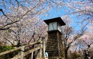 満開の桜達が櫓時計を包み込む。08.03.27.