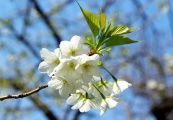 大島桜の真っ白い花と若草色の葉。08.03.28.