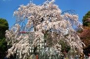 花見客を出迎えるような広小路口の枝垂桜。08.03.27.