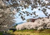 多摩御陵へのアーチ式南浅川橋と堤の桜。08.04.04.
