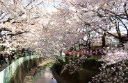 神田川高井戸は週末桜祭り。08.04.01.