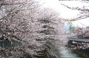 新堀橋の神田川を覆い隠す桜。08.03.28.