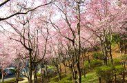 桜林が一面ピンク色に染まる。08.04.04.