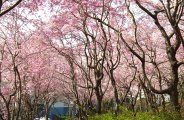 春の日差しを遮る桜の森です。08.04.04.