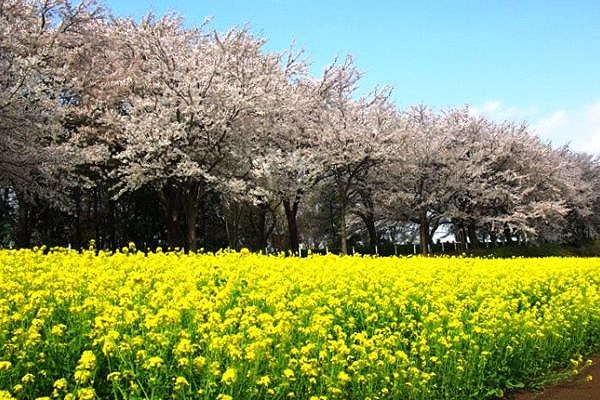 町田尾根緑道は満開の桜。08.04.04.