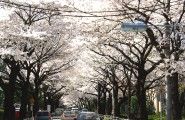 中央通りの樹齢ある桜並木。08.04.01.