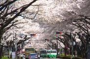 車道は重なり合う枝で桜色に染まる。08.04.04.