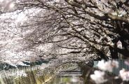 満開の桜は橋上までも枝を伸ばす。08.04.01.