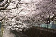 桜が覆う川上の新百合ヶ丘方面を望む。08.04.01.
