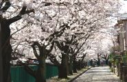 満開の桜の下を散策する花見客。08.04.01.