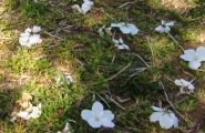 長池公園の桜が花柄から齧り落とされる。09.04.09.
