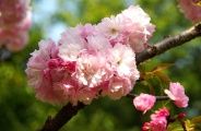 名の通り妖艶な桜です。09.04.13.