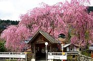 枝垂れ桜のバス停下は春の小川へ。'10.04.18.