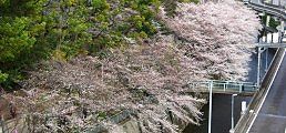 江戸川公園を覆い隠す満開の桜。'10.04.01.