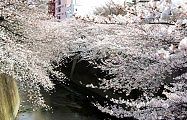 面影橋周辺の桜並木は艶やか。'10.04.01.