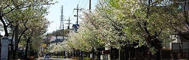 珍しい大島桜の並木通り。'10.04.08.