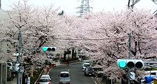 連絡橋から桜並木を望む。'10.04.04.