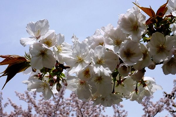 小石川植物園で咲き誇る太白。'10.04.09.