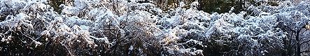 自宅ベランダから望む枝垂れ桜の雪景色。10.02.02.